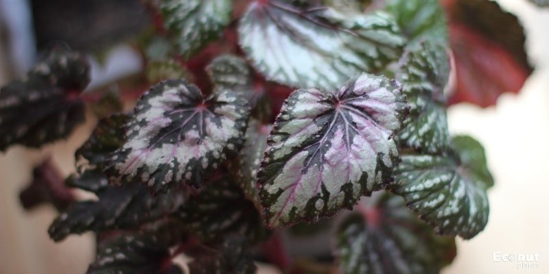 Salsa Rex Begonia.jpg
