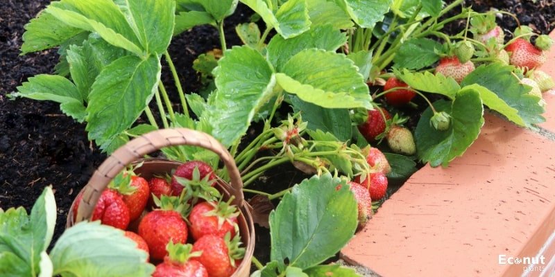 Strawberries Gardening.jpg

