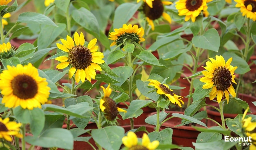 Sunflower Growing In Container or Pots.jpg