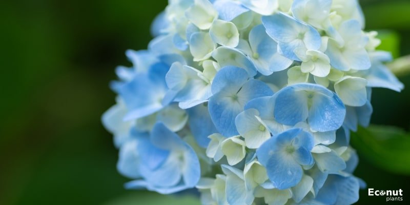 Turning Flowers Blue.jpg
