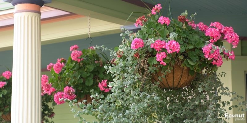 Use Hanging Baskets.jpg
