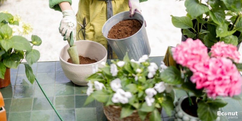 Use proper potting soil.jpg
