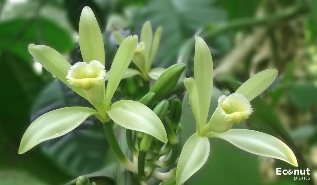 Vanilla Bean Orchids.jpg