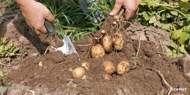 harvest potatoes.jpg
