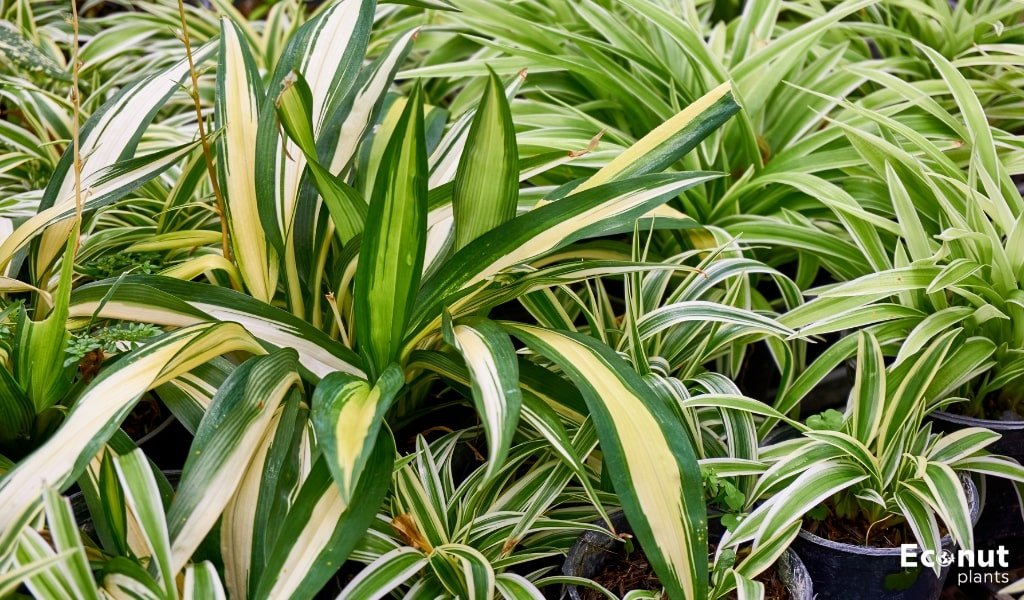 Brown Leaf Tips Spider Plant.jpg