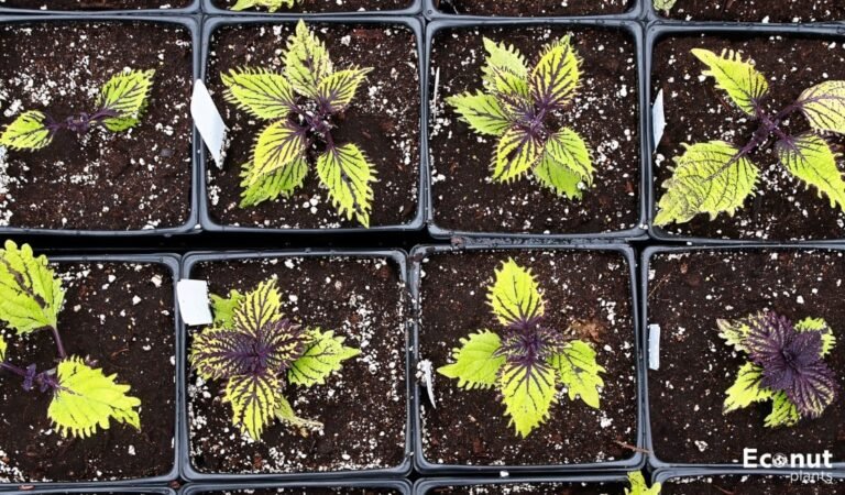 How to Grow Coleus from Seeds