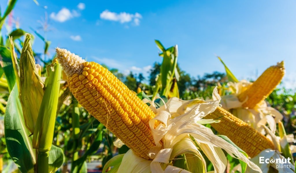 Corn Companion Plants.jpg