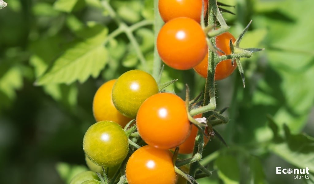 Determined Indeterminate Tomatoes.jpg