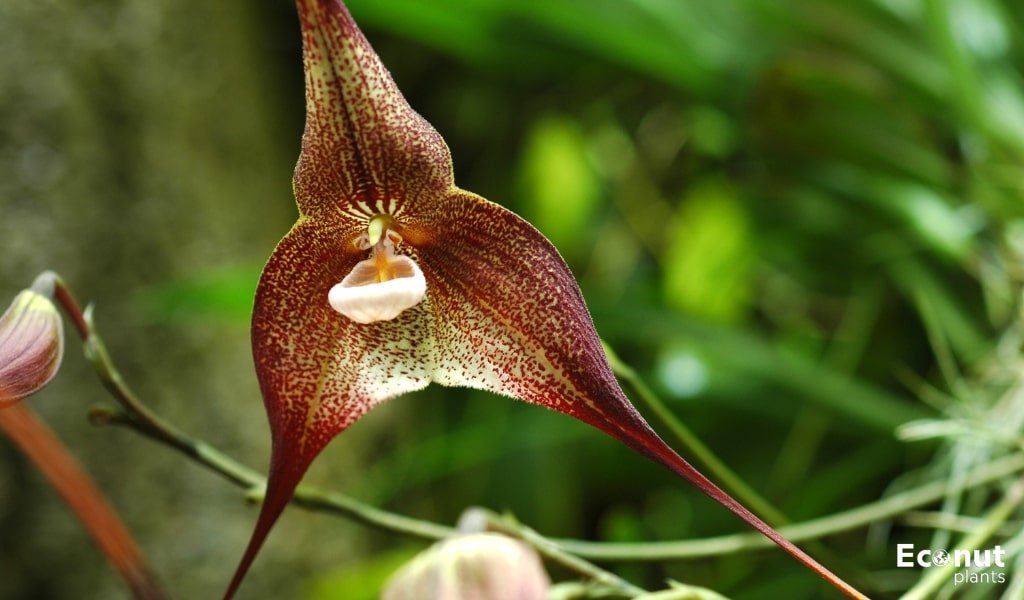 Dracula Orchid.jpg