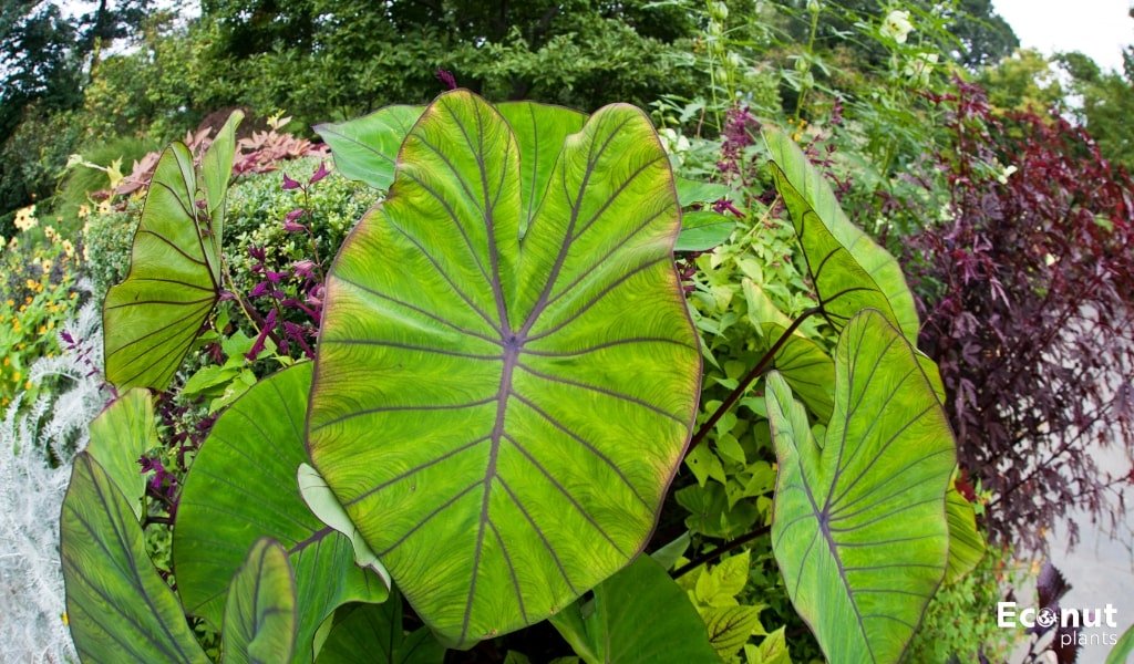 Elephant Ear Plant Turning Yellow.jpg