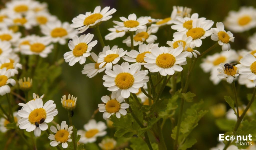 Feverfew Plant.jpg