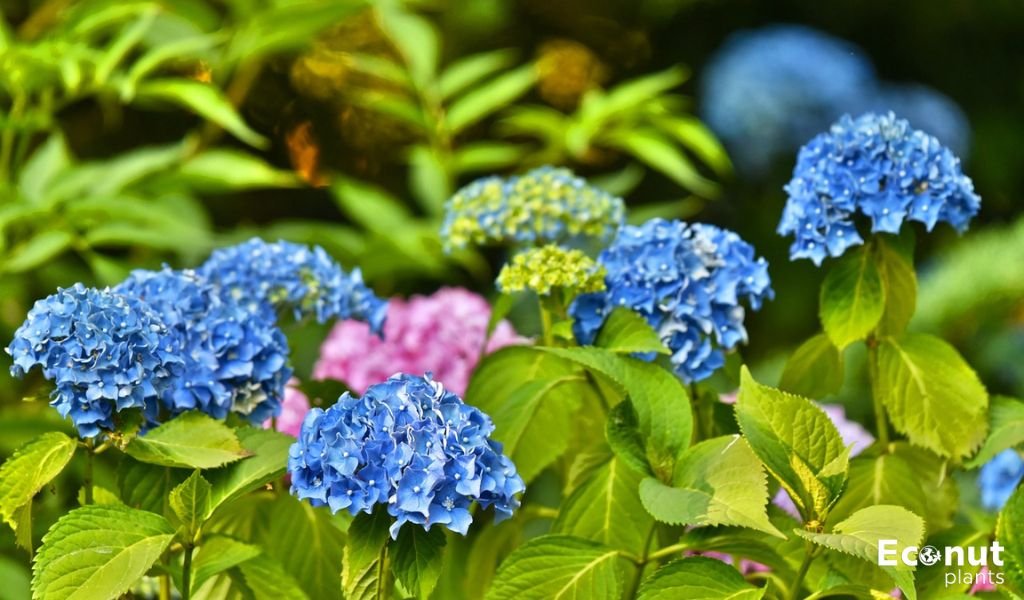 Hydrangea Headgas.jpg