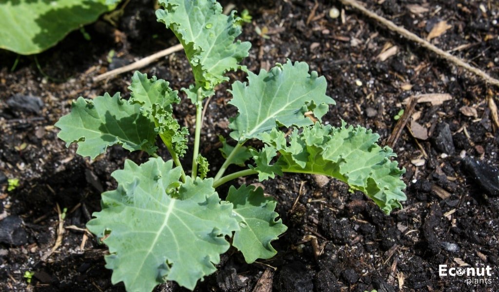 Kale from Seed.jpg