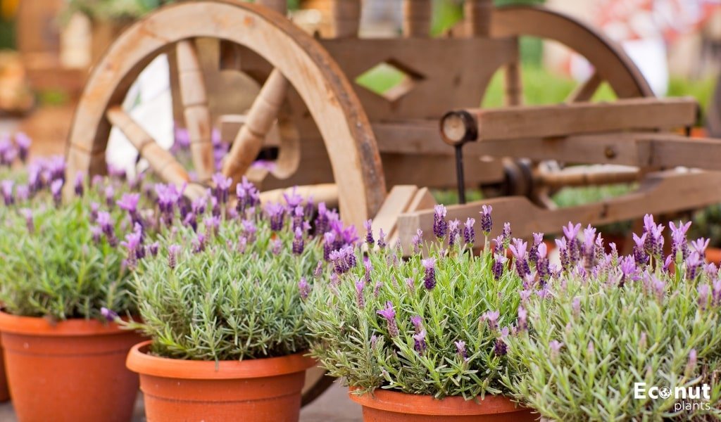 Lavender Pots.jpg