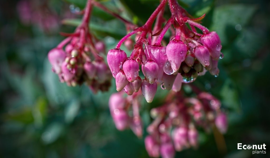 Manzanita Plant.jpg