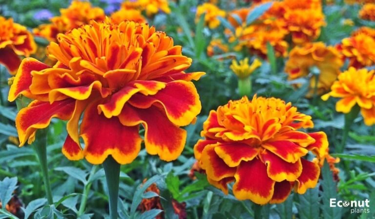 Marigolds Are They Annual Or Perennial 4426