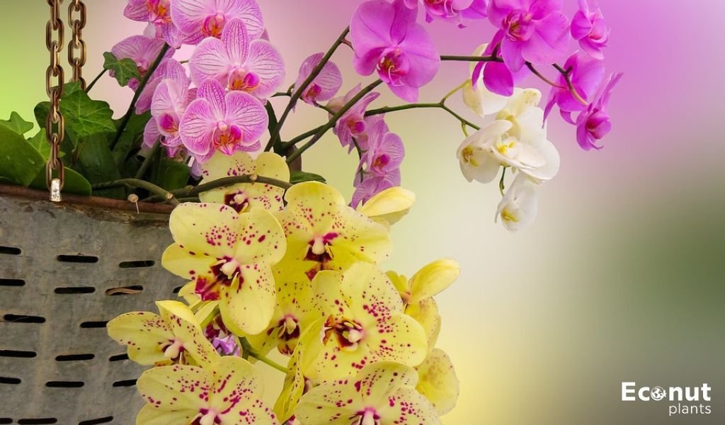 Orchids Hanging Baskets.jpg