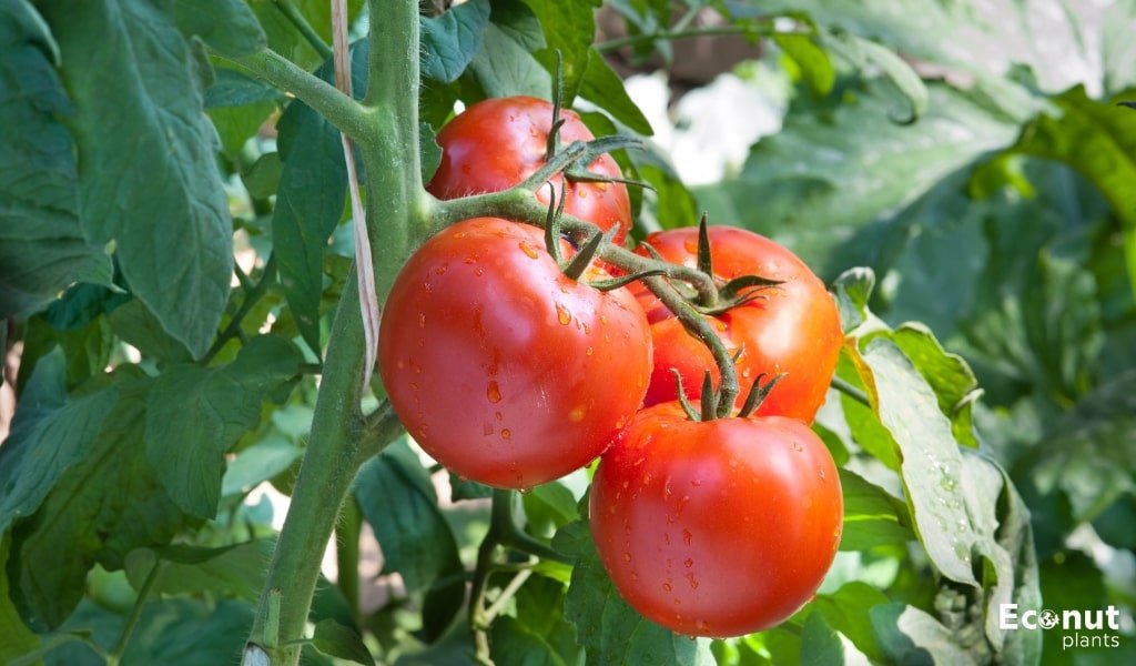 Overwatering Tomatoes.jpg