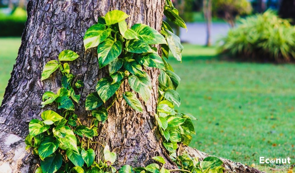 Pothos Climbing.jpg