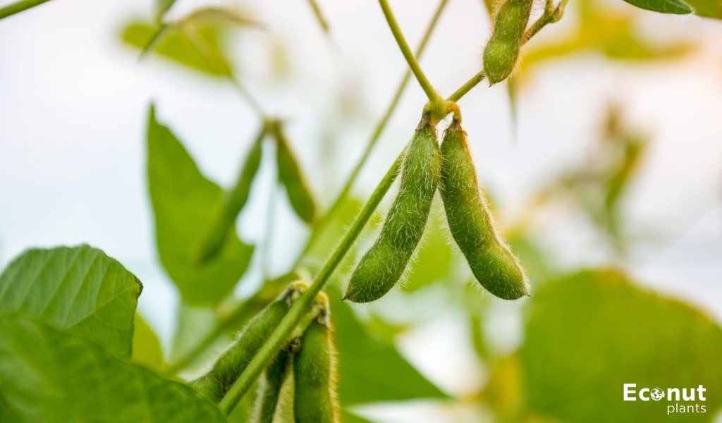 Soybean Plant.jpg