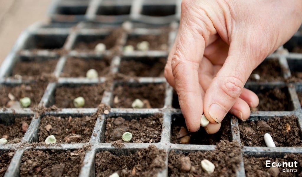 Starting Seeds Hydroponics.jpg