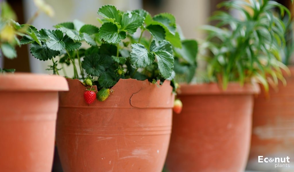Strawberries Pots.jpg