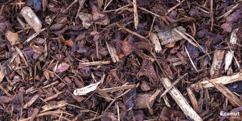 What Is Wood Chip Mulch.jpg
