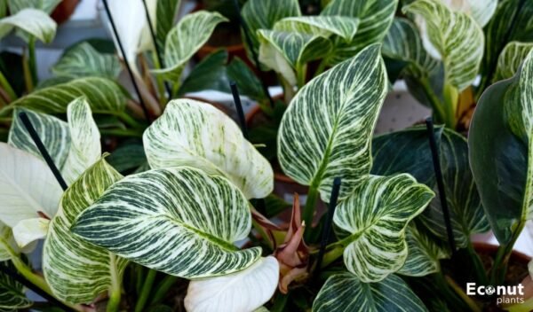 How to Grow and Care for White Wizard Philodendron