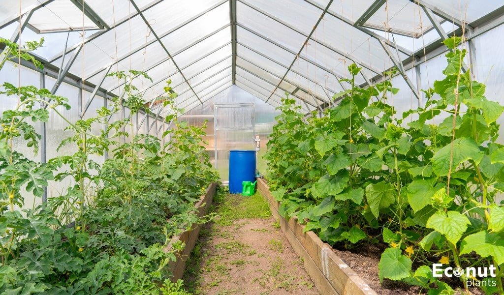 Tomatoes with Cucumbers.jpg