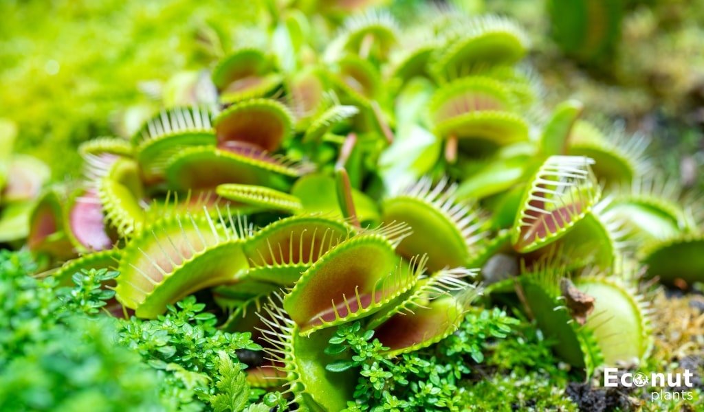 Venus flytrap flower.jpg